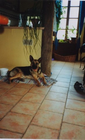 med_Jessy aus den Weinfeldern.jpg (294 x 480)